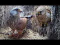 Download Lagu Full Story of Kestrel Couple's First Year 🦅 | Full Story | Athena \u0026 Apollo | Robert E Fuller
