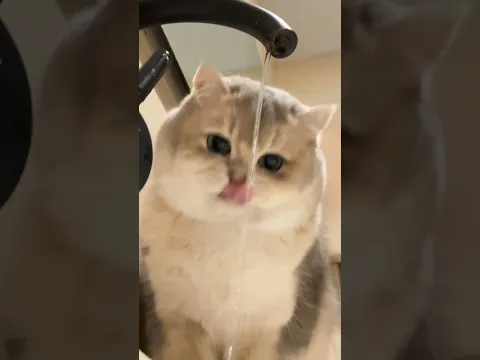 funny video Cat playing in water #kitchen #cats #pets #cutecat