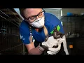 Nearly 200 animals rescued from Killeen home