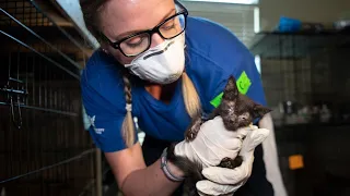 Nearly 200 animals rescued from Killeen home