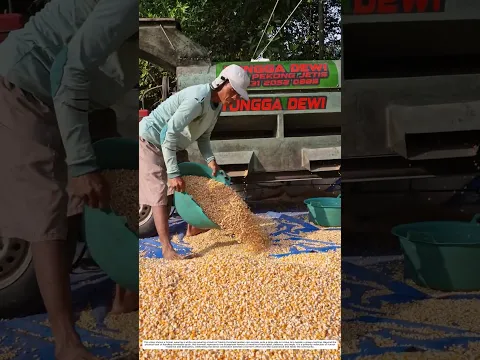 Harvest Shelling: How Machines Transform Whole Corn into Kernels Ready for Sale