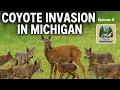 MICHIGAN S HUGE COYOTE PROBLEM EPISODE