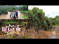 Download Lagu LŨ LỤT NGẬP VƯỜN VẢI THIỀU LỤC NGẠN ĐANG CHÍN SAU CƠN MƯA TO I NÚI ĐỒI LỤC NGẠN