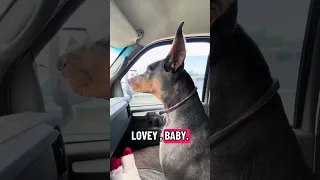#fyp #dream #doberman #pets #youtube