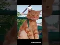 Download Lagu Goodbye Felicia👋🤪 #shorts #funny #cat #meme #goodbyefelicia #comedy #viralshorts #shortsfeed