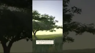 ألم تر كيف ضرب الله مثلا كلمة طيبة كشجرة طيبة 