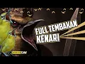 Download Lagu 🔴  LIVE Masteran Pleci Tembakan Kenari Panjang