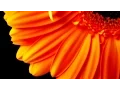 Download Lagu Mishary Rashid Alafasy | 110 | Surah An-Nasr (The Divine Support) | مشاري راشد العفاسي