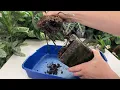 How to Revive Orchids with Wilted Leaves and No Roots Using This Simple Method! ✨