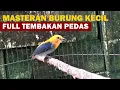 Download Lagu SUARA KEMADE CIT KERES GACOR NGALAS ‼️ AUDIO MASTERAN BURUNG CABE FULL TEMBAKAN PEDAS DURASI PANJANG