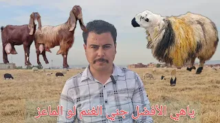 ياهو الأفضل جني الغنم لو الماعز شرح مفصل عنها وياهو الاربح دندنها
