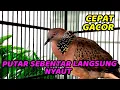 Download Lagu 1 JAM Suara Burung Tekukur Gacor Paling Ampuh Untuk Pancingan Yang Tidak Mau Bunyi Macet