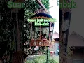 Download Lagu akhirnya tertangkap perkutut lokal suara jerit nembak klok-klok