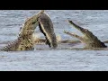 Download Lagu The Most Insane Animal Fights Ever Caught On Camera