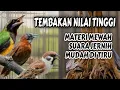 Download Lagu 🔴TEMBAKAN NILAI TINGGI MATERI MEWAH CUCAK CUNGKOK - TEPUS KEPALA ABU - BURGER TARUNG MUDAH DITIRU