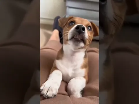 Proof That Dogs Understand Everything We Say! 🐶  Funniest Dog Reactions Compilation