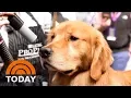 PetSmart Under Fire After Another Dog Dies During Grooming Appointment TODAY