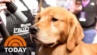 PetSmart Under Fire After Another Dog Dies During Grooming Appointment TODAY