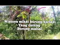 Download Lagu pikat burung Korlap yang datang burung mahal