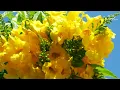Download Lagu Чудесно и Красиво для души! Новая, неземная мелодия Сергея Чекалина уносит вдаль к мечтам!