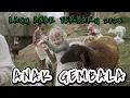Download Lagu LAGU ANAK INDONESIA TERBARU AKU ANAK GEMBALA | lagu anak populer 2023