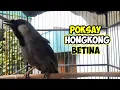 Download Lagu Poksay Hongkong Betina Solusi Poksay hongkong jantan yang malas Berkicau... #poksayhongkongbetina