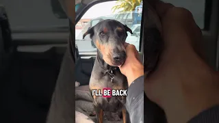 Good morning.. #fyp #dream #doberman #pets #youtube