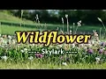 Download Lagu Wildflower - Skylark (KARAOKE VERSION)