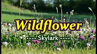 Download Wildflower - Skylark (KARAOKE VERSION) MP3