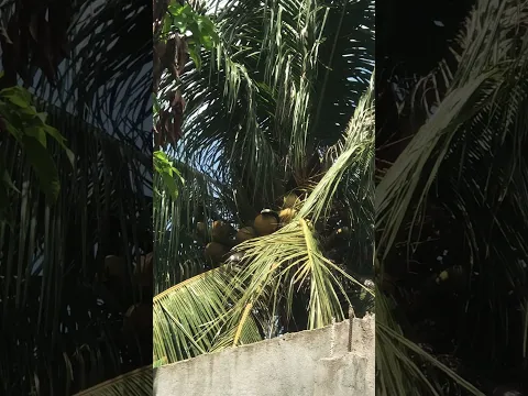Coconut tree 🌴 is bearer plant under IAS 16