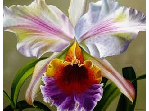 CÓMO CULTIVAR ORQUÍDEAS TVAGRO POR JUAN GONZALO ANGEL
