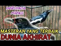 Download Lagu MASTERAN BURUNG KACER TERBAIK BIAR VOLUME MAKSIMAL || DR KACER NEW