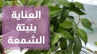 العناية بنبتة الشمعة 