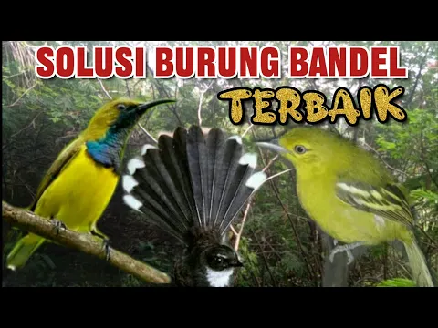 Download MP3 Suara Pikat Burcil Ribut Kejepit Solusi Burung Bandel