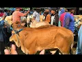 Download Lagu Calon 1 TON !! Pedet Pegon Super Harga Murah Jadi Rebutan !! Pasar Sapi Kerek