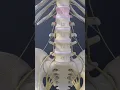 Lumbar Nerve Anatomy