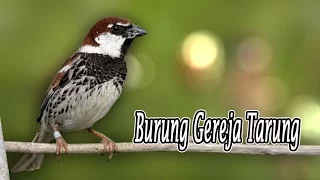 Download Suara Burung Gereja Gacor Untuk Masteran MP3