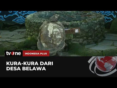Menjelajahi Keunikan Kura-Kura Belawa