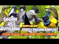 Download Lagu suara pikat burung sogon paling ampuh mp3 || sogon vs kutilang ribut