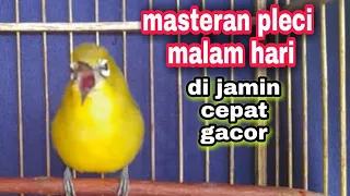 masteran pleci malam hari nembak wit wit paling ampuh cepat gacor