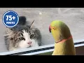 The FUNNIEST Pet Videos of the year! 🤣 | BEST Compilation