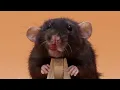 Meet Olive She ll make you actually like rats