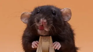 Meet Olive She ll make you actually like rats