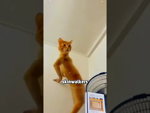 Maybe Cats Can Be Skinwalkers 🤔