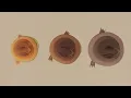 "Очаг" рекламный ролик