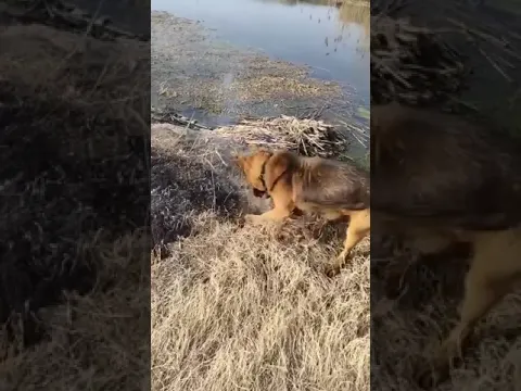 Smart dog 🥰