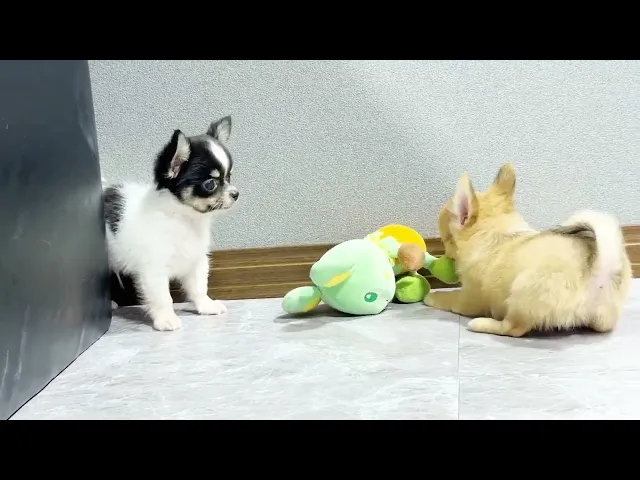 動画