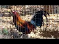Mulching gamefowl pens and feeding