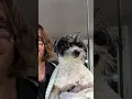 Millie - Pomapoo groom