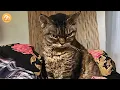 Download Lagu She Stayed Beside His Body for 7 Days — How Barbara the ‘Unadoptable’ Cat Learned to Love Again